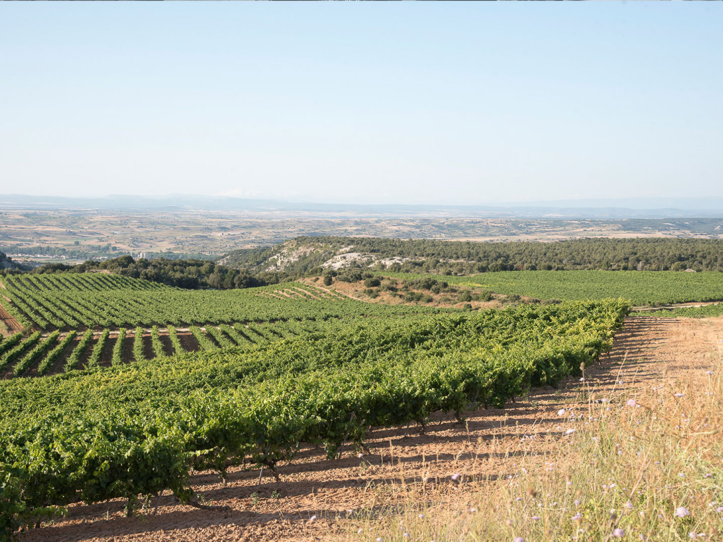 Castillejo de Robledo