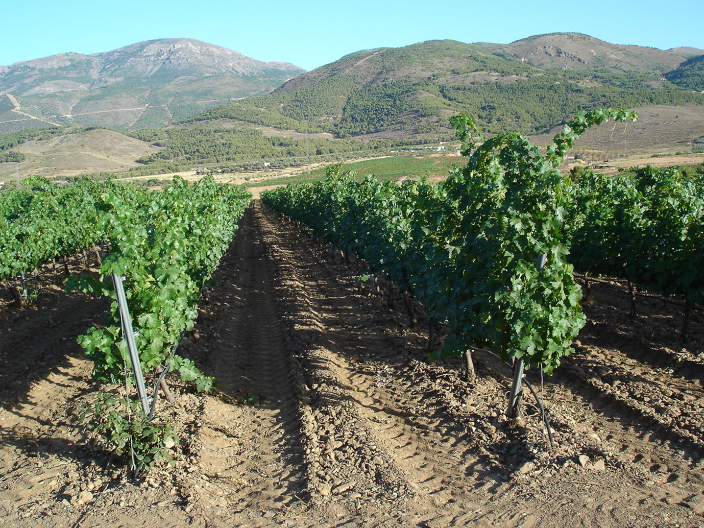 Bodegas de Fondón